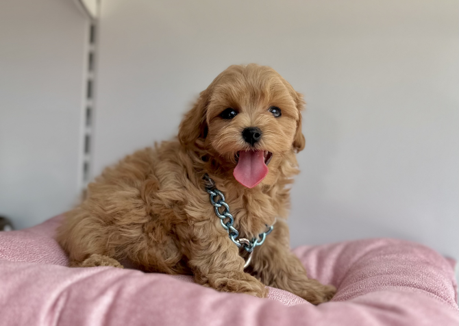 Maltipoo safkan son jenerasyon yavrularımız